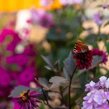 Apartament Kotzebue - Kalamaja 2-room With Large Terrace - Urban Drama For Four *